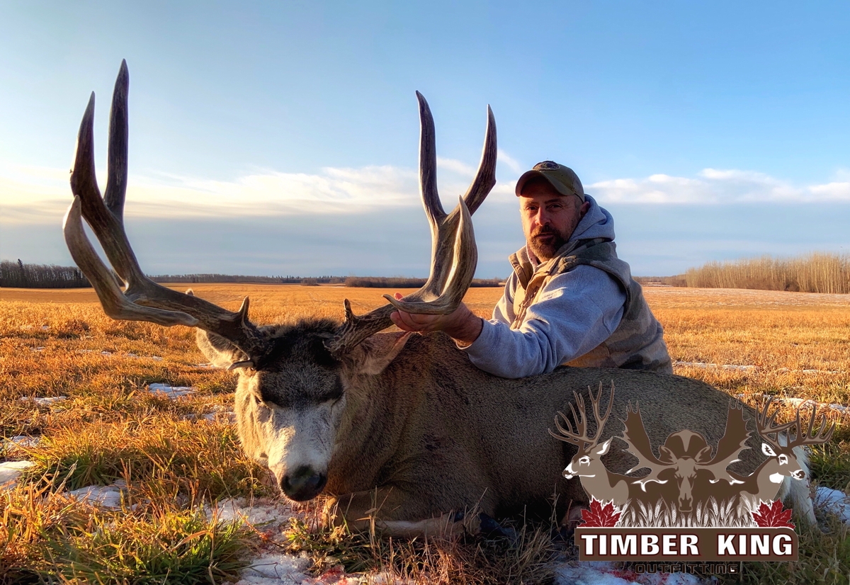 Alberta Mule Deer